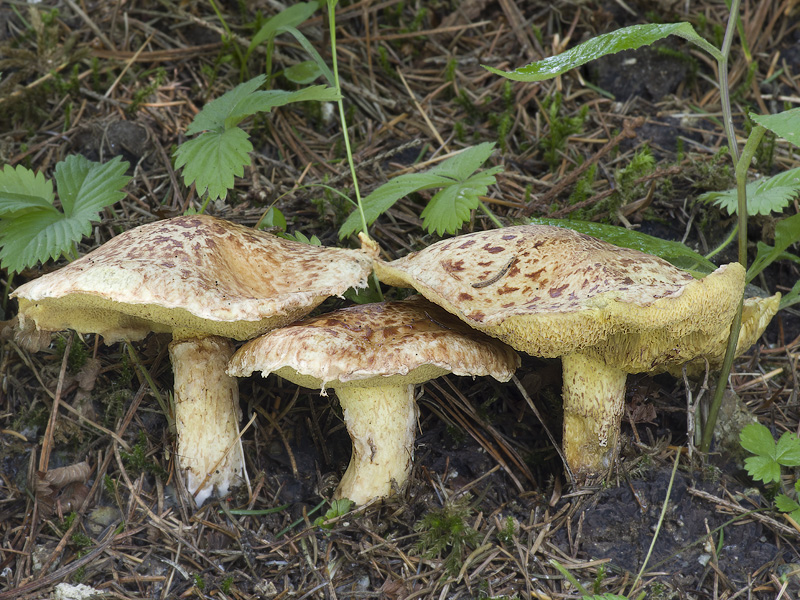 Suillus sibiricus